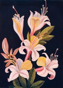 カリフォルニアのツツジ、1915年、1915年 作： Emma Graham Clock