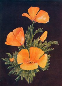 カリフォルニアポピー、c1915、1915 作： Emma Graham Clock
