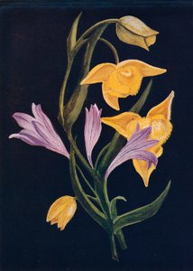 Diogenes Lantern＆Harvest Brodiaea、c1915、1915 作： Emma Graham Clock
