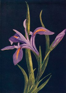 グランドアイリス、c1915、1915 作： Emma Graham Clock