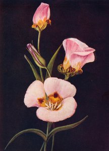 マリポサチューリップ、1915年、1915年