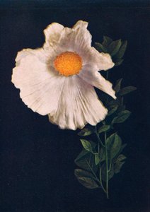 マティリヤポピー、1915年、1915年 作： Emma Graham Clock