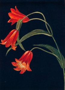 緋色のバイモ、1915年、1915年