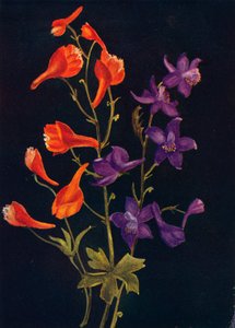 スカーレットアンドブルーラークスパー、c1915、1915 作： Emma Graham Clock