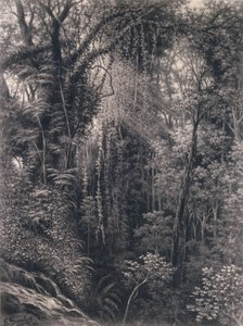 1877年、西サモア、アポル、ウポルの峡谷の眺め（木炭）