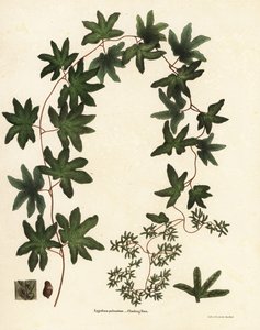 アメリカのつる性シダまたはハートフォード シダ、Lygodium palmatum