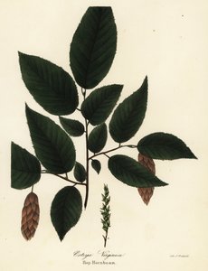 アメリカ hophornbeam、Ostrya virginiana (Hop-hornbeam、Ostrya virginica)