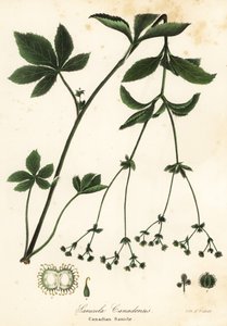 カナダ Blacksnakeroot またはカナダ Sanicle、Sanicula カナデンシス 作： Endicott Endicott