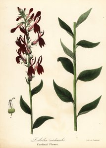 枢機卿の花、ロベリア cardinalis 作： Endicott Endicott