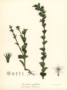 握り金星の鏡または握りキキョウ、Triodanis perfoliata (幹握り鏡、Specularia perfoliata) 作： Endicott Endicott