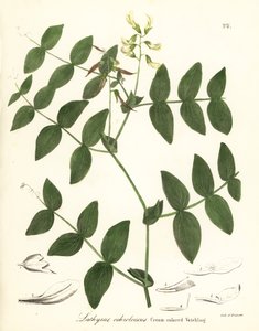クリームエンドウまたはクリーム色のレンゲ、Lathyrus ochroleucus 作： Endicott Endicott