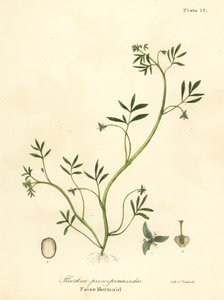 偽の人魚、Floerkea proserpinacoides
