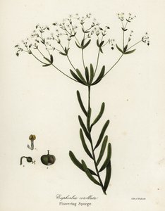 開花トウダイグサ、ユーフォルビア corollata 作： Endicott Endicott