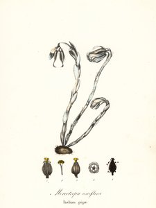 ゴースト プラント、ゴースト パイプ、インディアン パイプまたは死体植物、Monotropa uniflora 作： Endicott Endicott