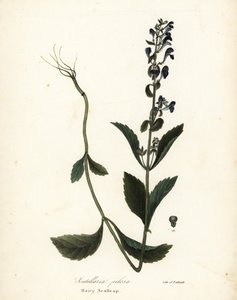 毛むくじゃらのスカルキャップ、Scutellaria elliptica (Scutellaria pilosa) 作： Endicott Endicott