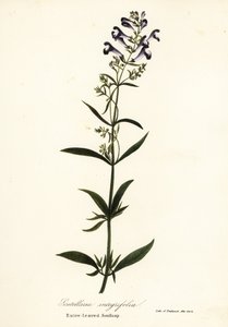 兜の花、兜のスカルキャップ、または全葉のスカルキャップ、オウゴンドウ 作： Endicott Endicott