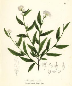 ジャージー ティー、Ceanothus herbaceus (狭葉のジャージー ティー、Ceanothus ovalis) 作： Endicott Endicott