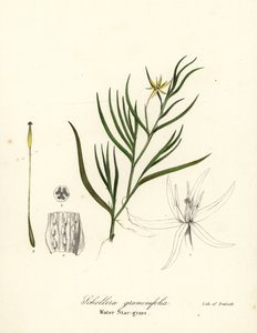 泥オオバコまたはウォーター ヒヤシンス、Heteranthera dubia (ウォーター スターグラス、Schollera graminifolia) 作： Endicott Endicott