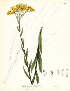 オハイオアキノキリンソウ、Solidago ohioensis 作： Endicott Endicott