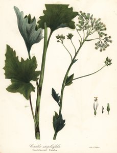 淡いインドのオオバコ、Arnoglossum atriplicifolium (オレンジの葉のカカリア、Cacalia atriplicifolia)