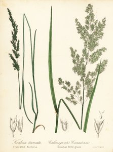 プレーリー ウェッジスケール、Sphenopholis obtusata、およびカナダのヨシ草、Calamagrostis canadensis