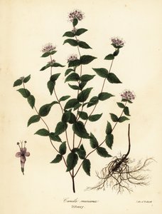 ストーンミント、フロストミント、ディタニー、アメリカンディタニー、Cunila origanoides (Cunila mariana) 作： Endicott Endicott