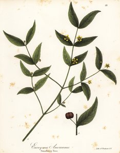 水の牧草地 作： Endicott Endicott
