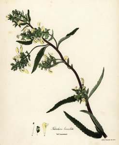 背の高いシラミまたは沼シラミ、Pedicularis lanceolata 作： Endicott Endicott