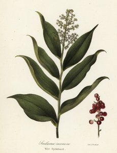 Treacleberry、Maianthemum racemosum (ワイルド スパイクナード、Smilacina racemosa) 作： Endicott Endicott