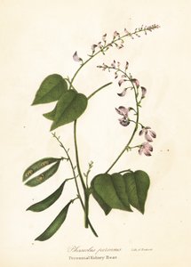 野生のインゲンマメ、Phaseolus polystachios (多年生インゲンマメ、Phaseolus perennis) 作： Endicott Endicott