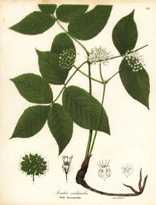 野生のサルサパリラ、Aralia nudicaulis