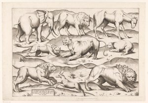 9匹の野生動物 アンティーク壁画の動物たち（シリーズタイトル） Speculum Romanae Magnificentiae (シリーズ名) 作： Enea Vico (attributed to)