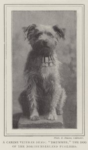 犬の退役軍人の死者、ドラマー、ノーサンバーランドの犬たち 作： English Photographer