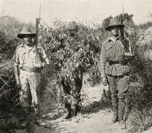 「大戦争：歴史」第19巻、1916年から、アンザック軍に捕獲された後に監禁されている茂みを装ったトルコの狙撃兵 作： English Photographer