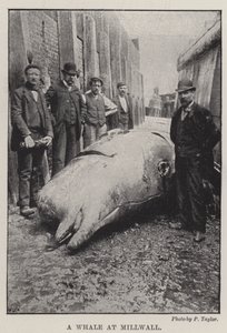 ミルウォールのクジラ