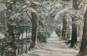 アディソンズウォーク、マグダレンカレッジ、オックスフォード。 1913年に送られたはがき。 作： English Photographer