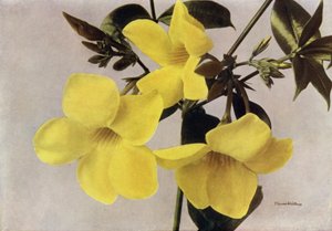 Allamanda Schottii Hendersonii（カラー写真） 作： English Photographer