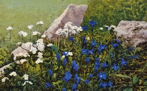 アルプスの花：Androsace ChamaejasmeとGentiana Pumila（カラー写真） 作： English Photographer
