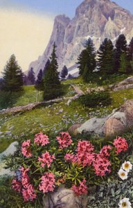 高山の花：ダフネ・ストリアータとドライヤス・オクトペタラ（右）（カラー写真）