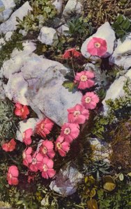 アルプスの花ナデシコ（カラー写真） 作： English Photographer