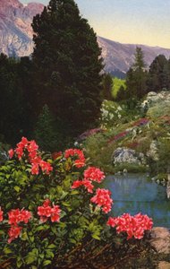 アルプスの花シャクナゲ（カラー写真）