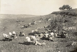 救急隊のラクダ、1916-19年頃（モノクロ写真 作： English Photographer