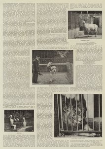 動物園のアマチュア写真家 作： English Photographer