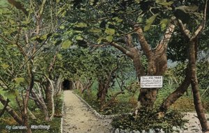 サセックス州ワーシングのターリングにある古代のイチジク庭園。トーマス・ベケットが植えたイギリス最古のイチジクの木があると言われている（写真）。 作： English Photographer
