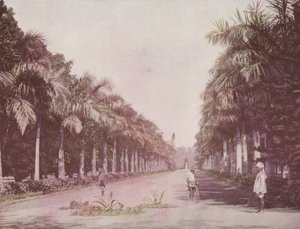 パームズ通り、植物園、カルカッタ（カラー写真）