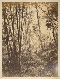 ティースタの竹林。  ダージリンの景色。 1870年代 作： English Photographer
