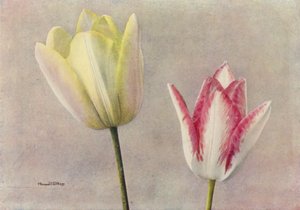 バスとカーネーションの美（カラー写真） 作： English Photographer