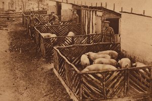 第一次世界大戦中の英国陸軍豚舎（モノクロ写真） 作： English Photographer