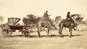 ラクダの馬車、1860年頃（写真製版 作： English Photographer