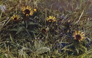 カーライン・アザミ（写真） 作： English Photographer